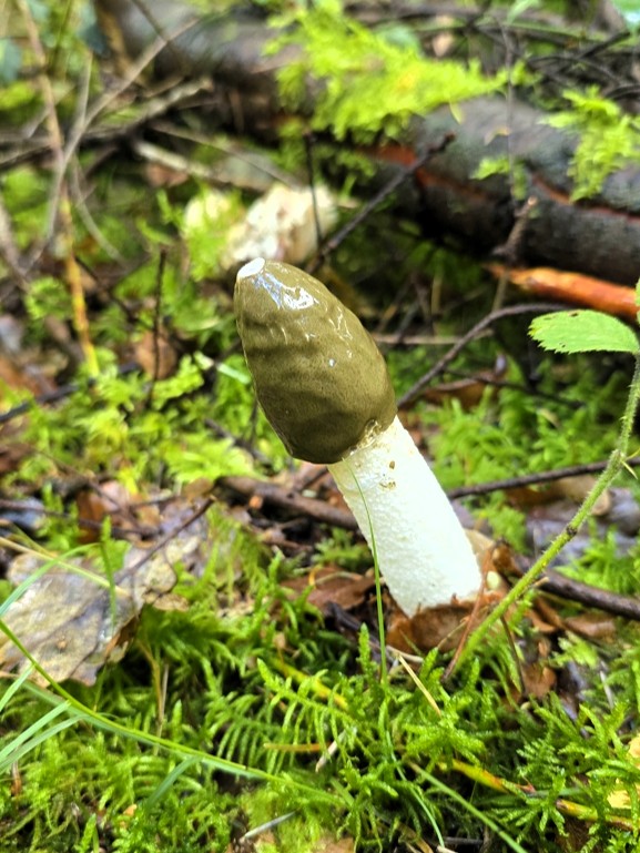 Grote stinkzwam, Stellingenpad