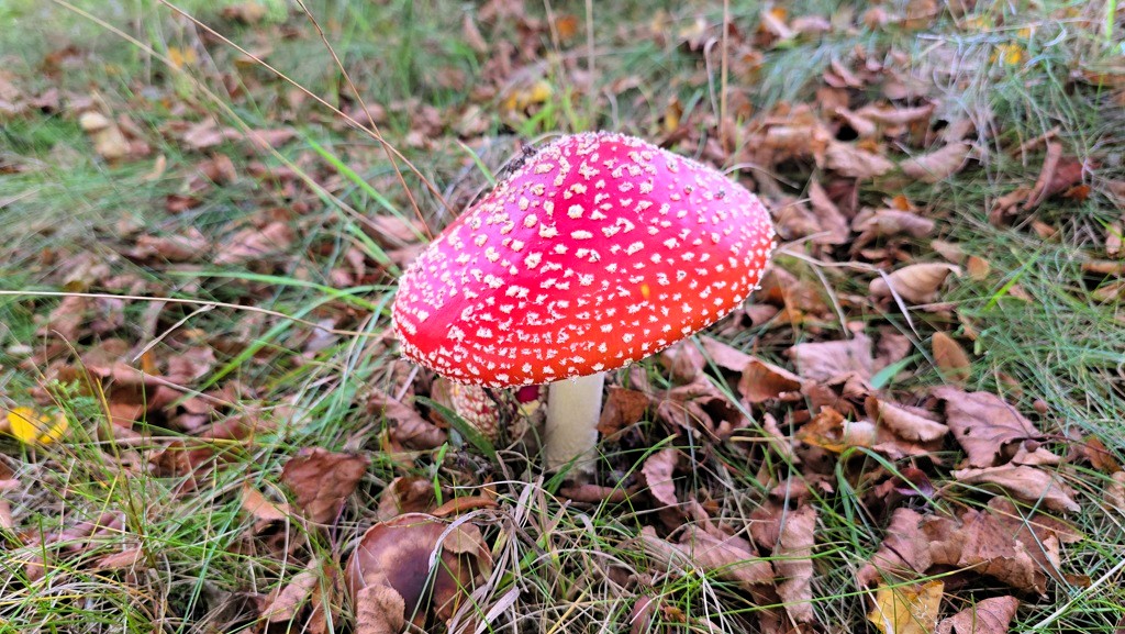 Paddenstoel herfst Stellingenpad
