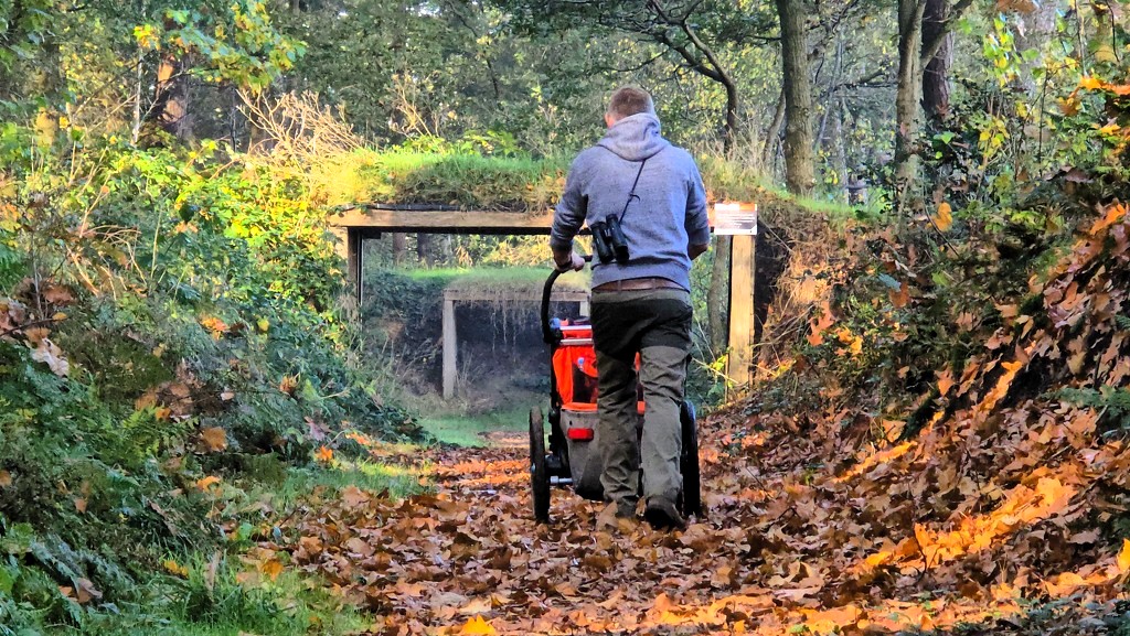 Stellingenpad etappe 2, Vledder naar Havelte, bos