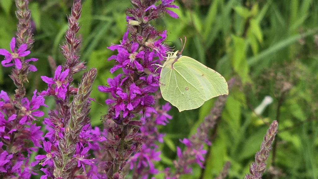 Stellingenpad etappe 7, Ossenzijl naar Wolvega, vlinder