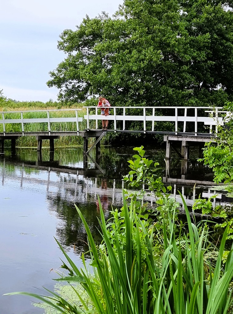 Brugje, water, riet Rottige Meente Friesland wandeling