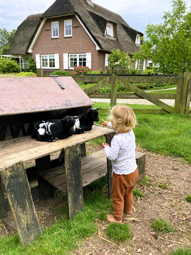 Lotje geitjes aaien