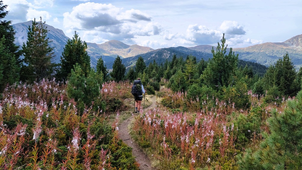 Meerdaagse wandelroutes Europa, de mooiste trektochten, inspiratie voor je volgend trekking, Balkan Trail etappe 7, Hotel Te Liqeni naar Babino Polje, roze bloemen Meerdaagse wandelroutes Europa, de mooiste trektochten, inspiratie voor je volgend trekking, Balkan Trail etappe 7, Hotel Te Liqeni naar Babino Polje, roze bloemen