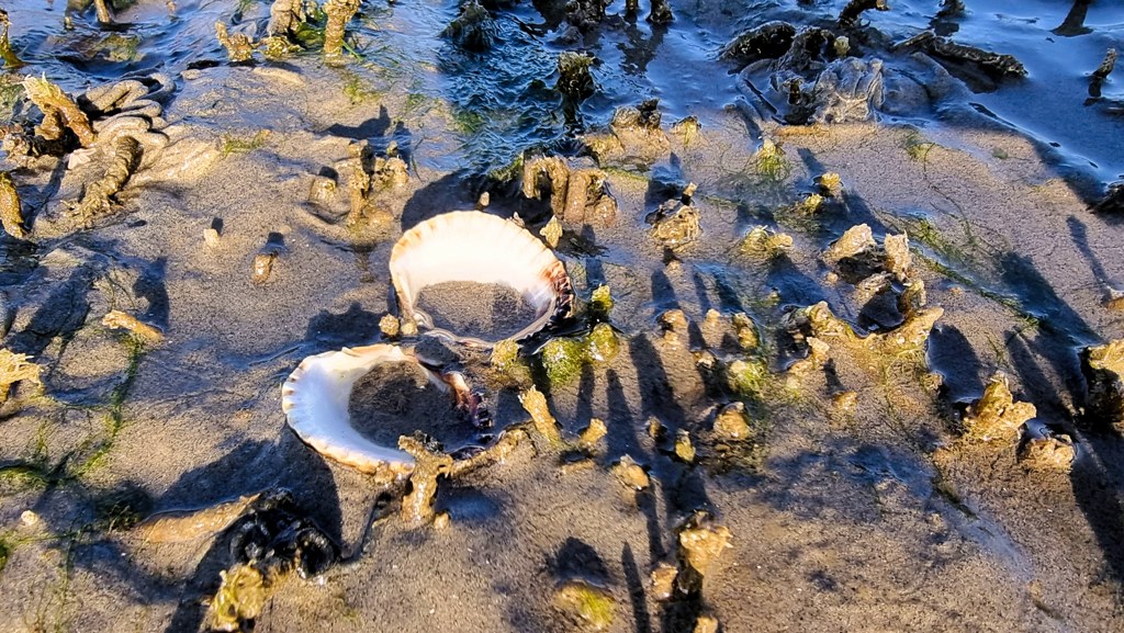 Schelp wadlopen