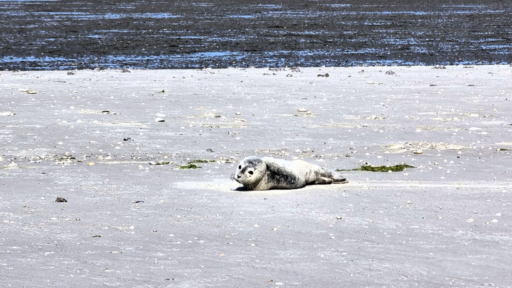 Wadlooptocht naar Engelsmanplaat, zeehond