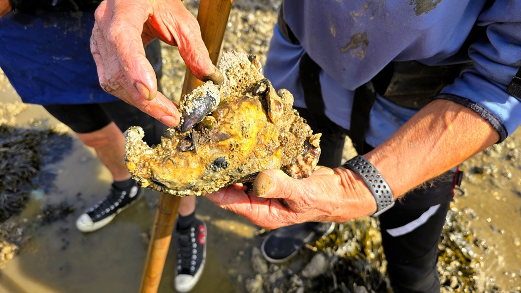Wadlopen naar Ameland met gids en groep, zeeschatten, oesters, mosselen, kokkels, mesheften
