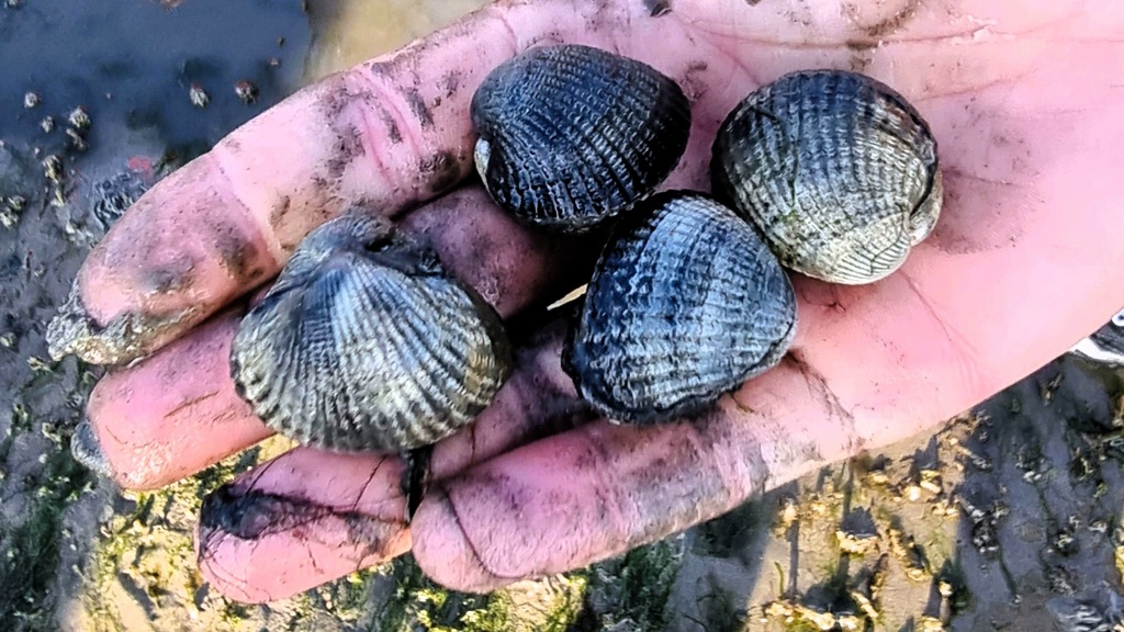 Wadlopen naar Engelsmanplaat, kokkels
