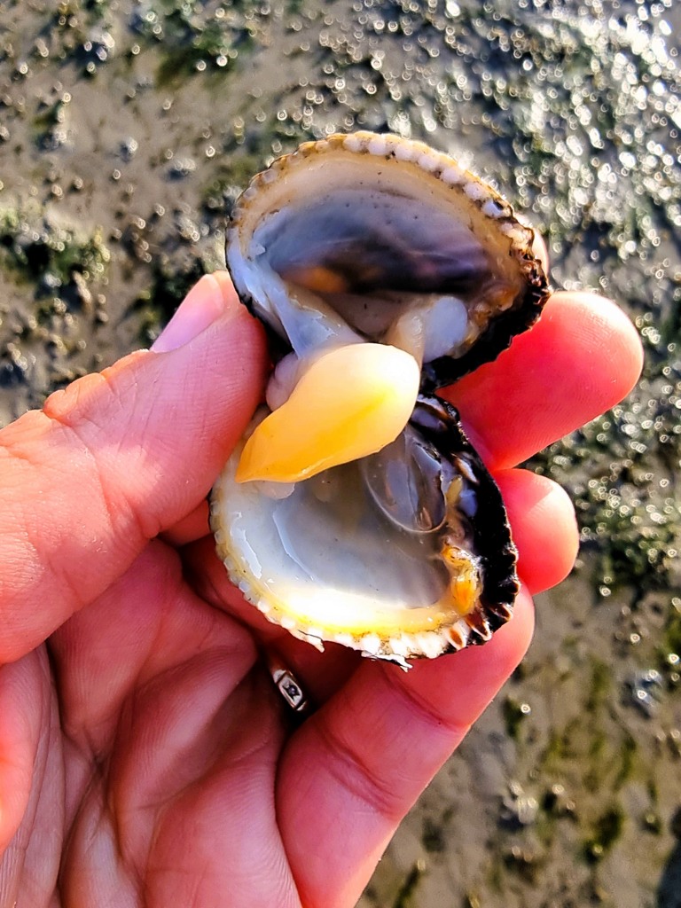 Wadlopen naar Engelsmanplaat, zeeschatten