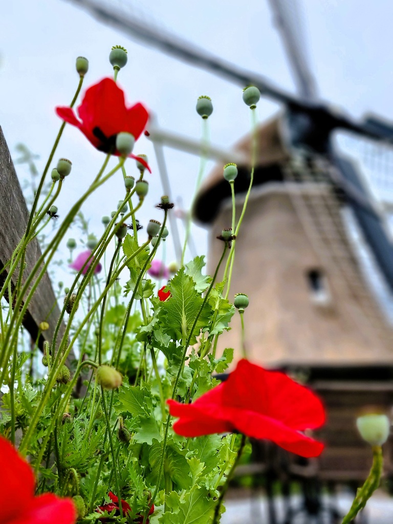 Wandelen Rottige Meente Friesland, Molen de Rietvink klaproos