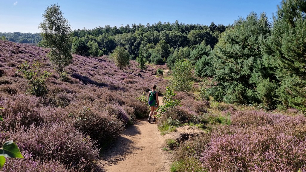 Wandelen in Nederland, NS-wandeling Posbank, mooie wandelroute met Hilde, heide