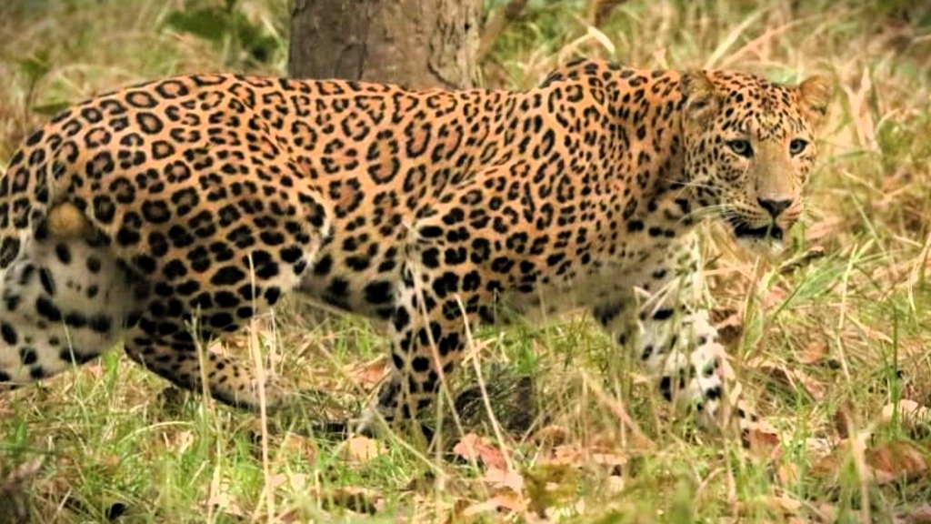 Bengaalse tijger Bardia NP