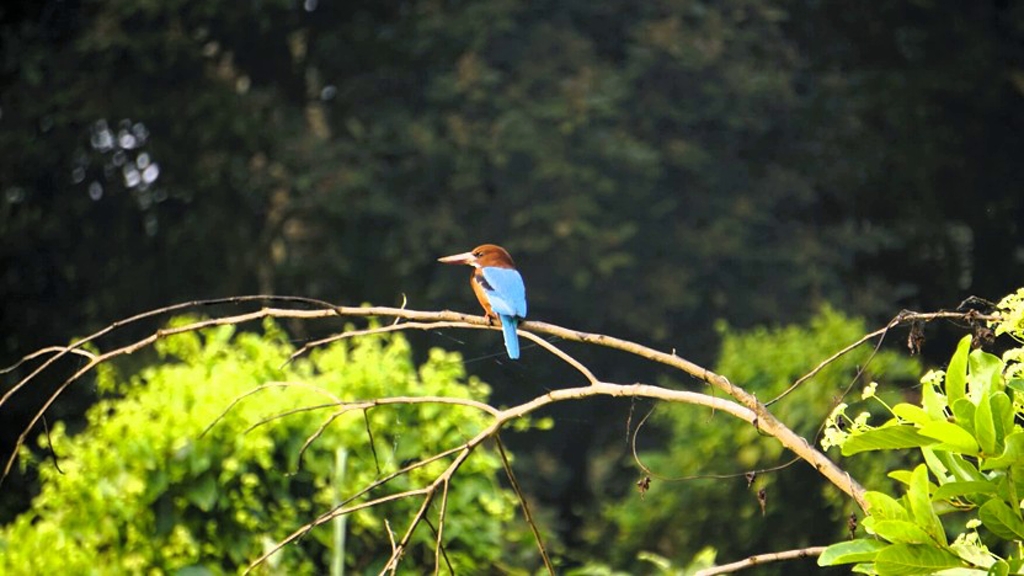 Doen in Bardia National Park, vogelspotten