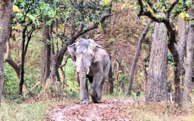13 x leukste dingen om te doen in Bardia National Park