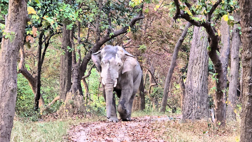 Doen in Bardia National Park, wild spotten Jeep Safari, olifant Doen in Bardia National Park, wild spotten Jeep Safari, olifant