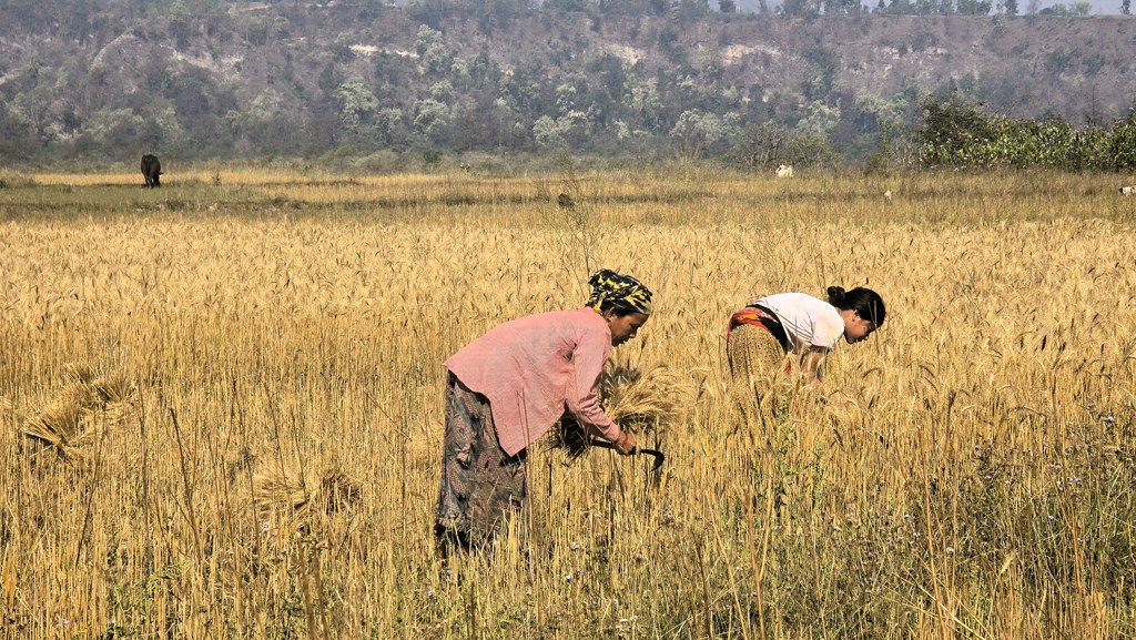 Doen in omgeving Bardia National Park, bezoek Karnali rivierengebied, oogsten
