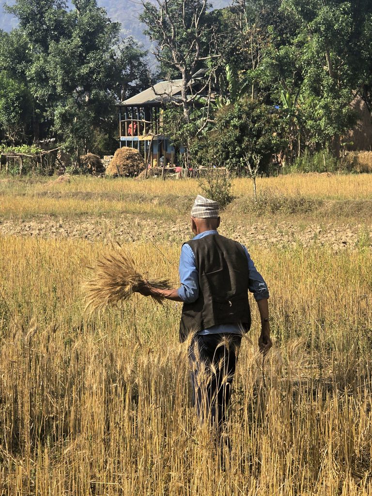 Nepalese man oogsten, Karnali rivierengebied, Chatgaun