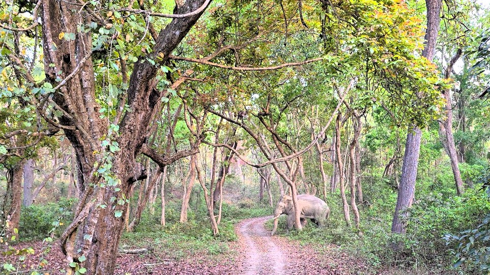 Olifant Bardiya National Park