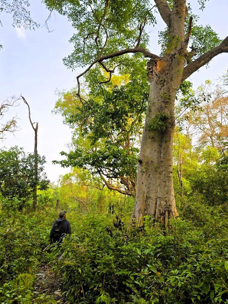 Op zoek naar wild in Bardia National Park, Nepal