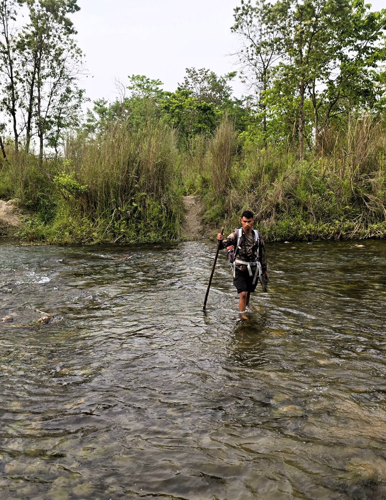Wandelen, te voet river oversteken, Bardia National Park, Nepal