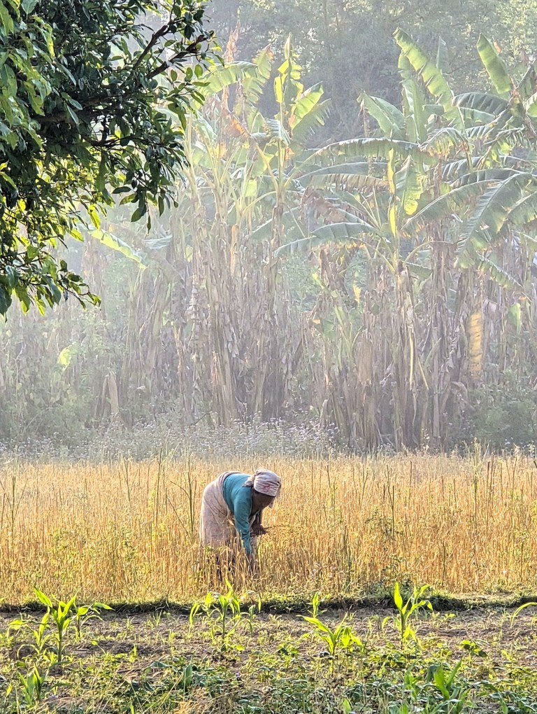Werken op het land, vroege morgen, Ghatgaun Chha